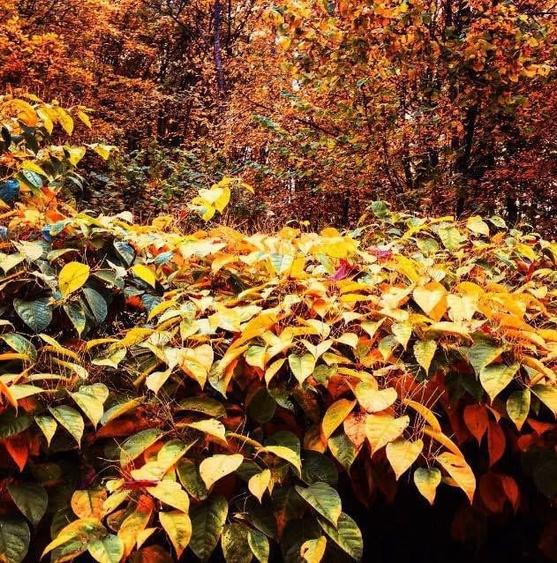 Teren intravilan 5660 mp - 12