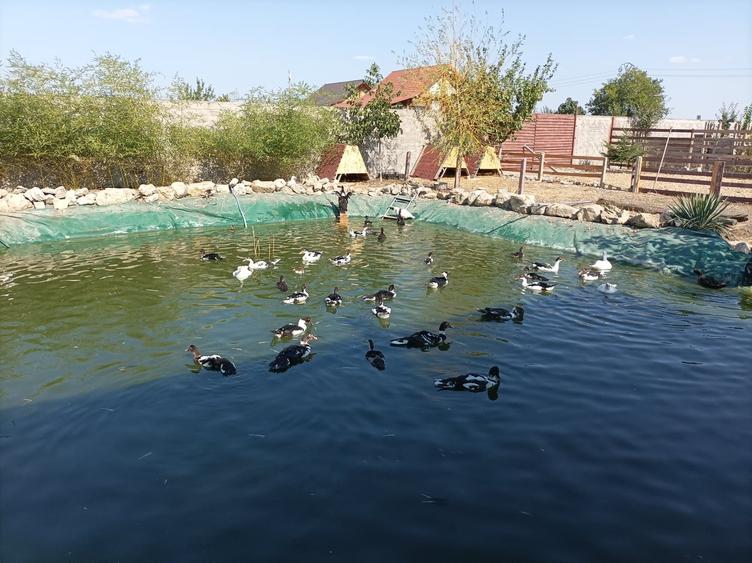 Baba Ana, Prahova - 3