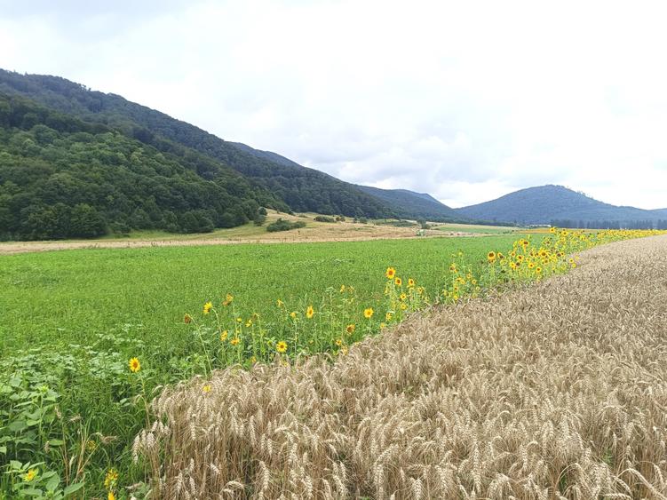 De vanzare - Teren intravilan pentru constructii – 16.500 mp / 0% comision - 12