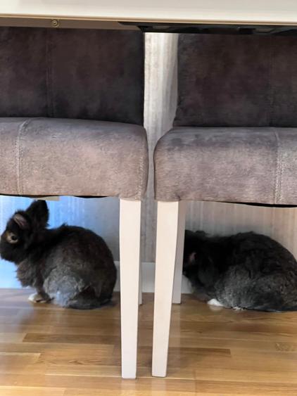 Luxuria Residence | Code MY032-02  |  620EUR+TVA - 30