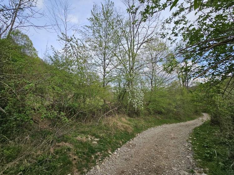 Teren intravilan 1454 mp la marginea padurii zona locuita de case! - 14