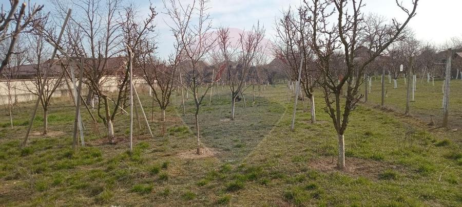 Teren Construcții intravilan de 2954 mp, în Vladimirescu