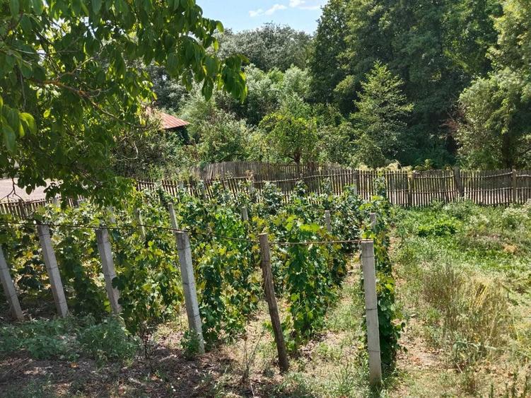 Casă cu 2 camere în Bujoi