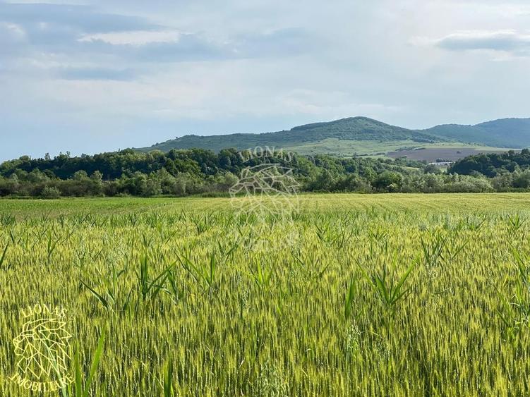 Teren agricol extravilan de 4300 mp, în Chintelnic