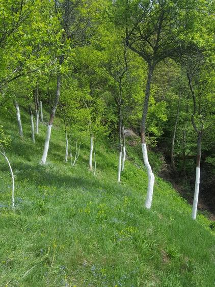 Teren de 9000 mp, în Pogara