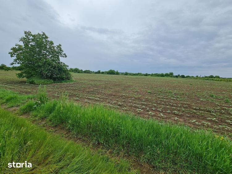 Teren de 1500 mp, în Moara Vlăsiei