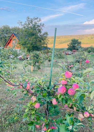 Casă individuală cu 2 camere cu Teren 2499 Mp în Blaj
