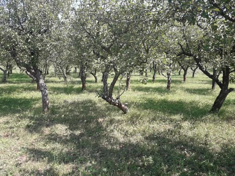 Teren Construcții extravilan de 8500 mp, în Calea Moldovei
