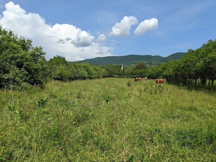Teren de 6995 mp, în Tuștea