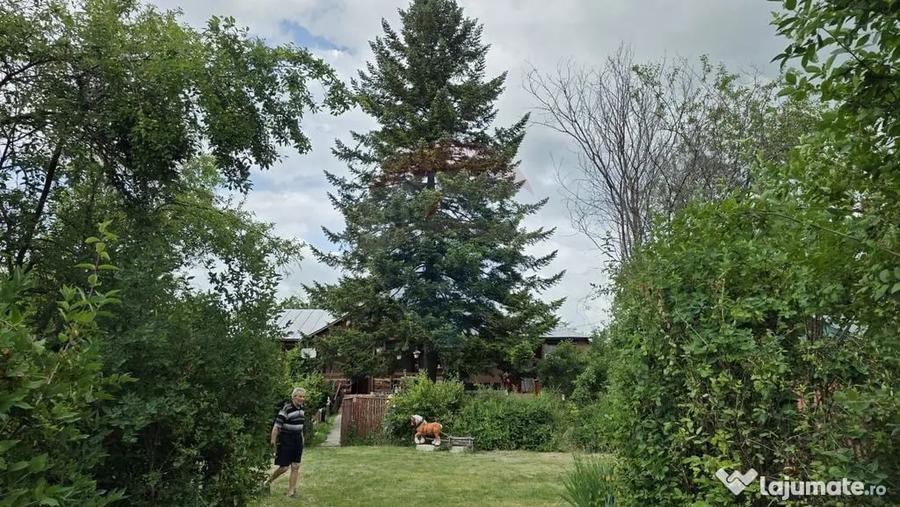 Domeniu rural, gospodarie/multifunctionala cu casa, livad... - 11