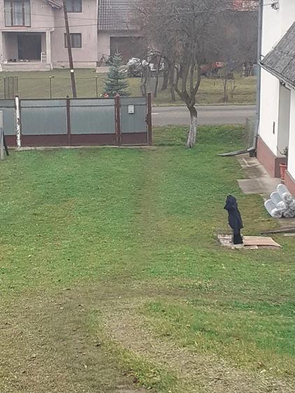 Casă cu Teren 1500 Mp în Bocicoiu Mare