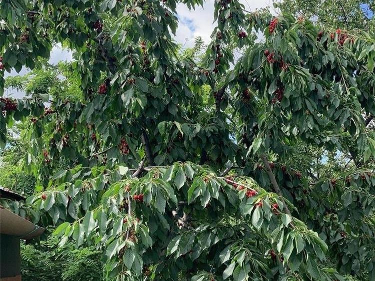 Casă individuală cu 5 camere cu Teren 4400 Mp în Giubega
