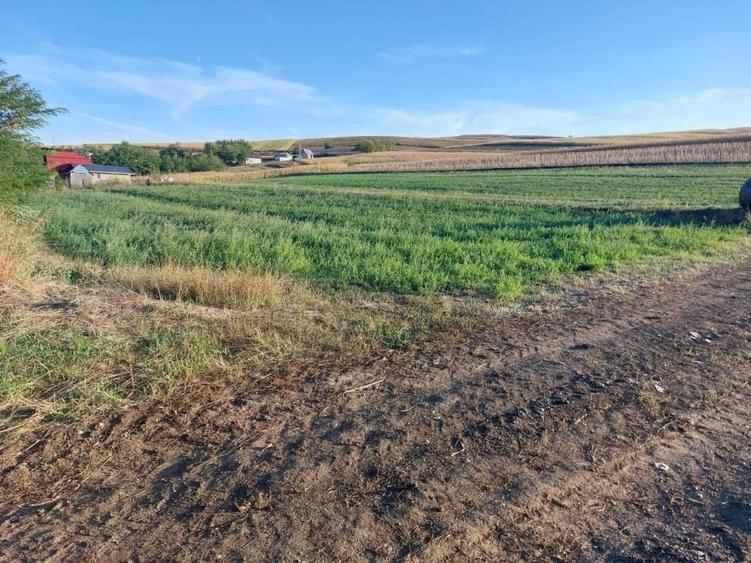 Teren Construcții intravilan de 1475 mp, în Soporu de Câmpie