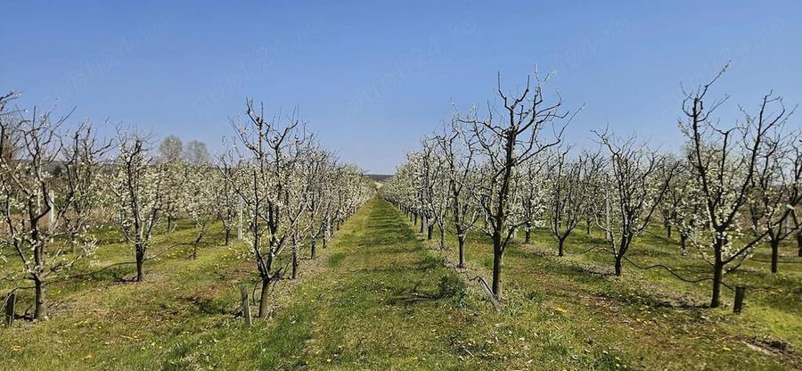 Teren de 11000 mp, în Drăgăești-Ungureni