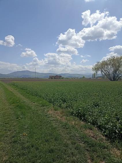 Teren agricol extravilan de 7300 mp, în Chichiș