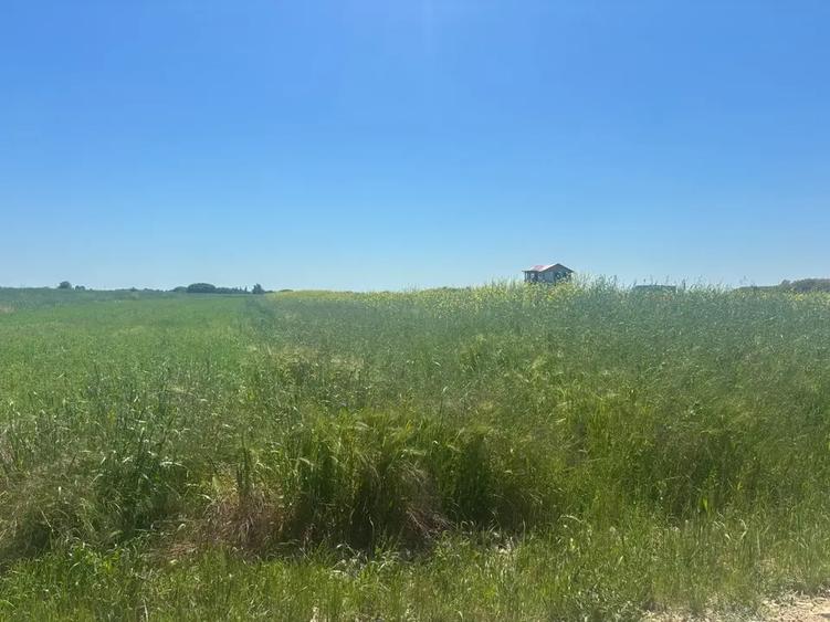 Teren agricol intravilan de 500 mp, în Berceni