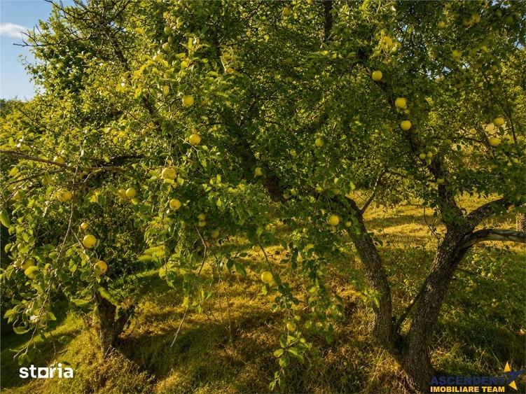 Teren de 4500 mp, în Ilieni