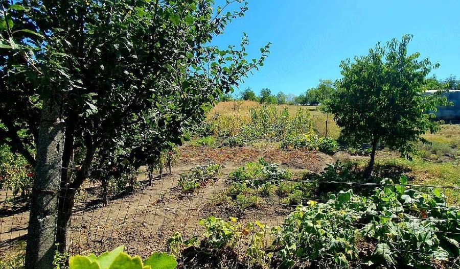 Casa cu gradina de 4000 mp in Carastelec - 2