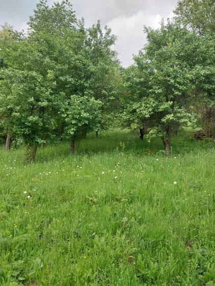 Teren de 3150 mp, în Poiana
