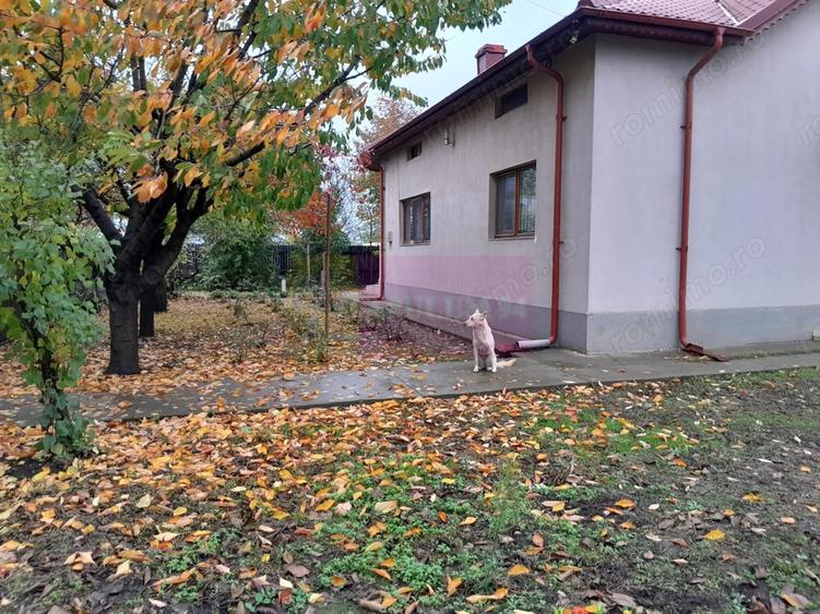 Casă cu 7 camere cu Teren 1500 Mp în Islaz