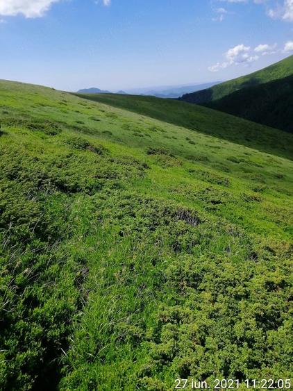 Teren de 185000 mp, în Padeș