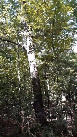 Teren agricol extravilan de 80000 mp, în Filipeștii de Pădure