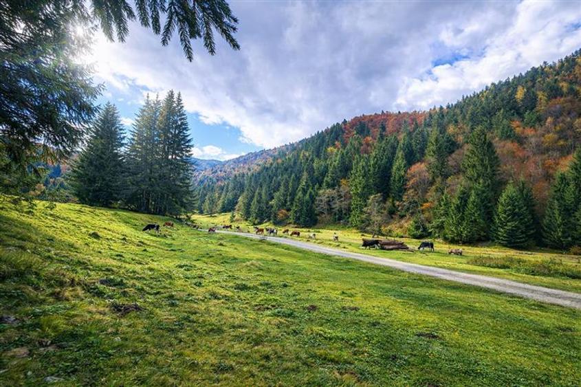 Teren intravilan de 4591 mp, în Plaiul Foii
