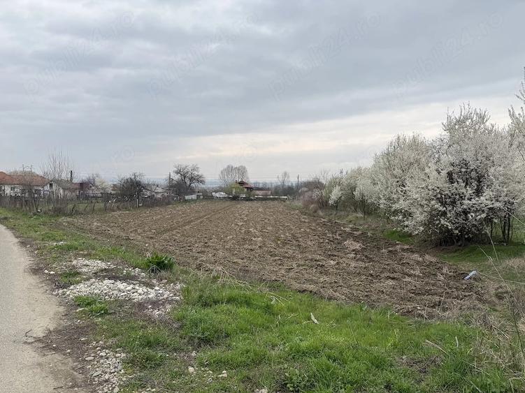 Teren de 2500 mp, în Prodănești