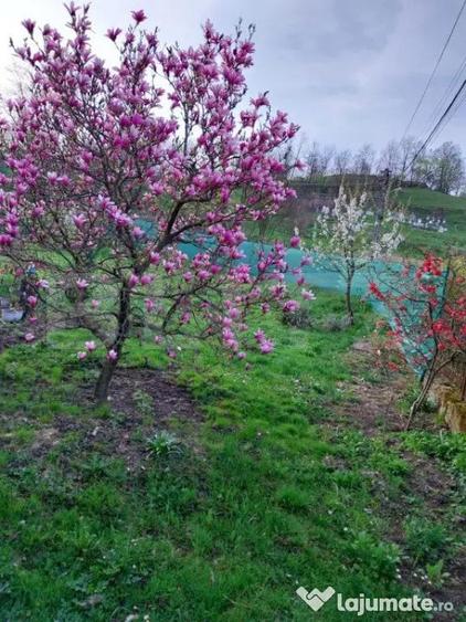 Casă cu 7 camere cu Teren 1000 Mp în Central
