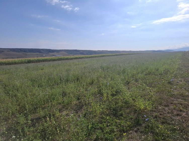 Teren de 400 mp, în Daia