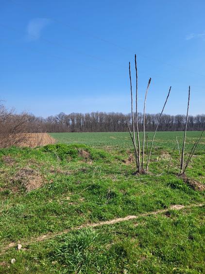 Teren Construcții intravilan de 1346 mp, în Izvorani