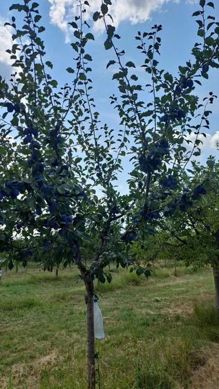Teren de 11500 mp, în Ciomăgești