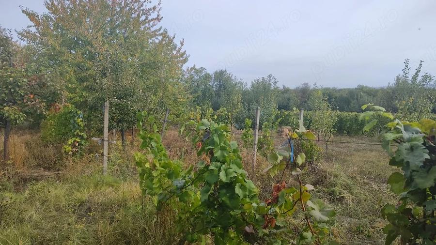 Teren de 7800 mp, în Scânteia