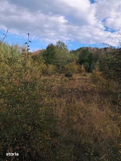 Teren de 5600 mp, în Drăguțești