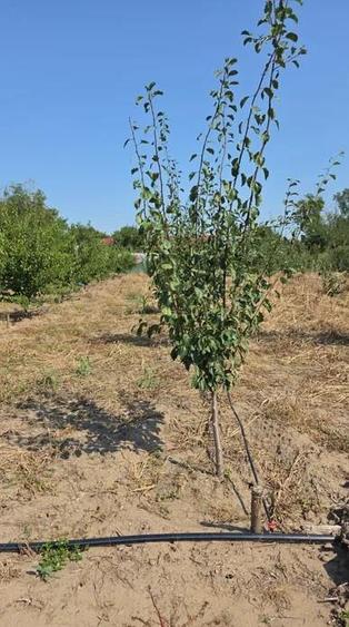Teren intravilan de 3850 mp, în Pietroiu