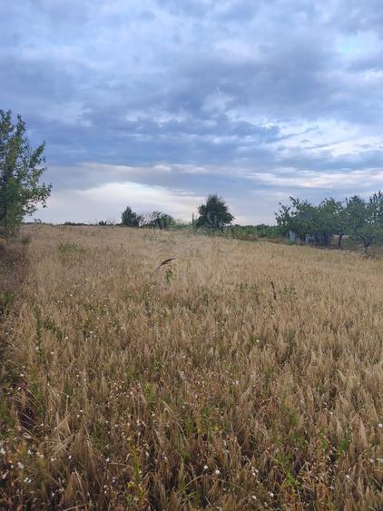 Teren Construcții intravilan de 10000 mp, în Păulești