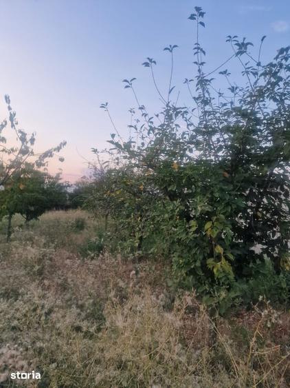 TEREN INTRAVILAN DE VANZARE ROBANE?TI, DOLJ | 5.000 MP - 10