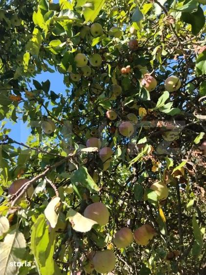 Casă cu 3 camere cu Teren 3600 Mp în Șotânga