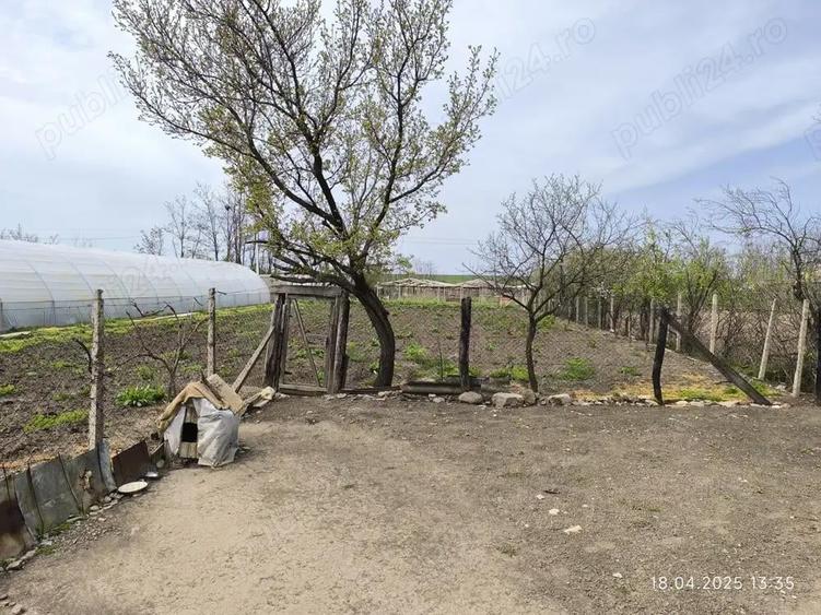 Vand teren 1900mp cu casa batraneasca locuibila - 6