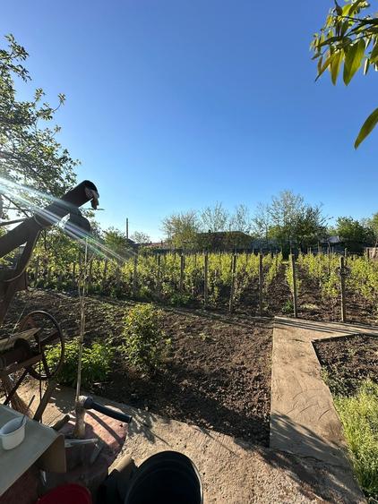 Baneasa, Giurgiu - 6