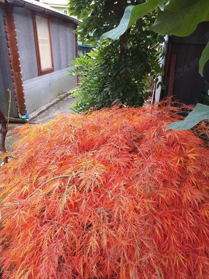 Imobil central Moieciu de jos,Brasov.La vanzare si schimb imobiliar,inclusiv cu dezvoltatori imobil. - 2