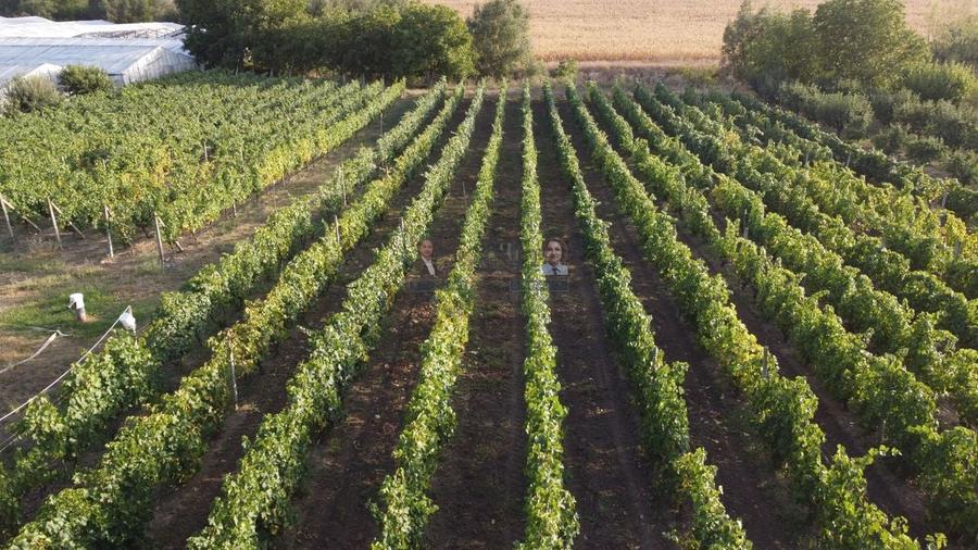 Teren intravilan Tecuci/Podgorie si Pomi Fructiferi/5000 mp - 9