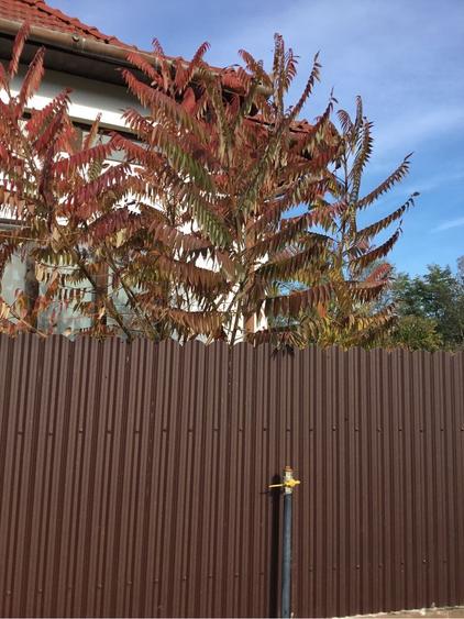 Vand sau schimb casa cu gradina - 5