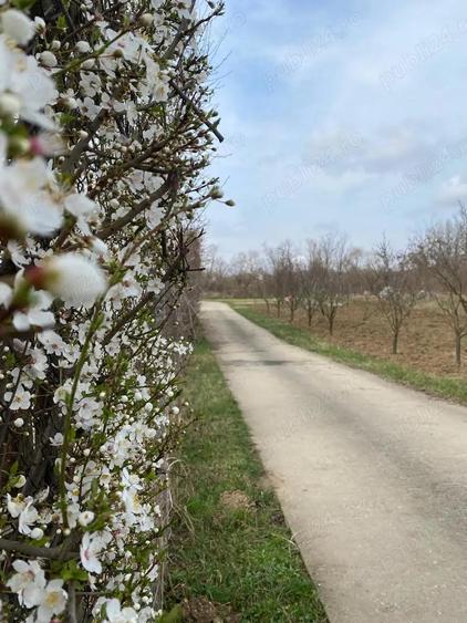 2 Hale cu birouri, vestiare, sala de mese si grupuri sanitare, teren 8868mp, E60, Tileagd BH, - 8