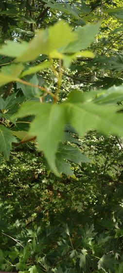 Eforie Nord teren intravilan - 1