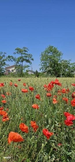 Vanzare Teren 420 mp. Ovidiu cartier nou - 8