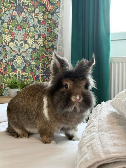 Unirii Metro / Calea Victoriei: 2 Rooms Boho Chic – 37 m² SU | AN541-9B-Et.4 - 26