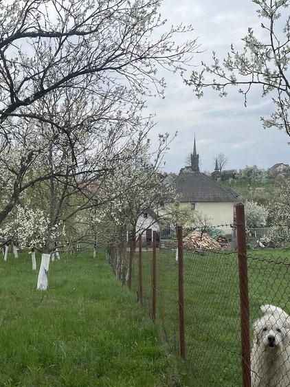 Buzesti(Farcasa), linga Biserica,casa 2 camere, baie, beci , anexe ,20 ari gradina ,pret 68.000 euro - 1