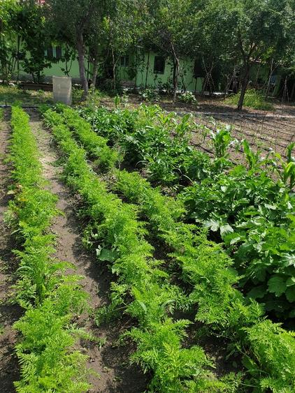 Proprietar unic vând direct, casă/gospodărie completă în comuna Adâncata, IL - 16