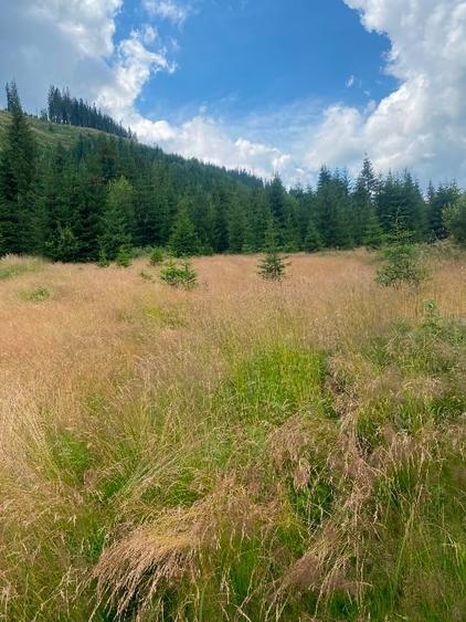 2 terenuri in zona Obarsia Lotrului - 10